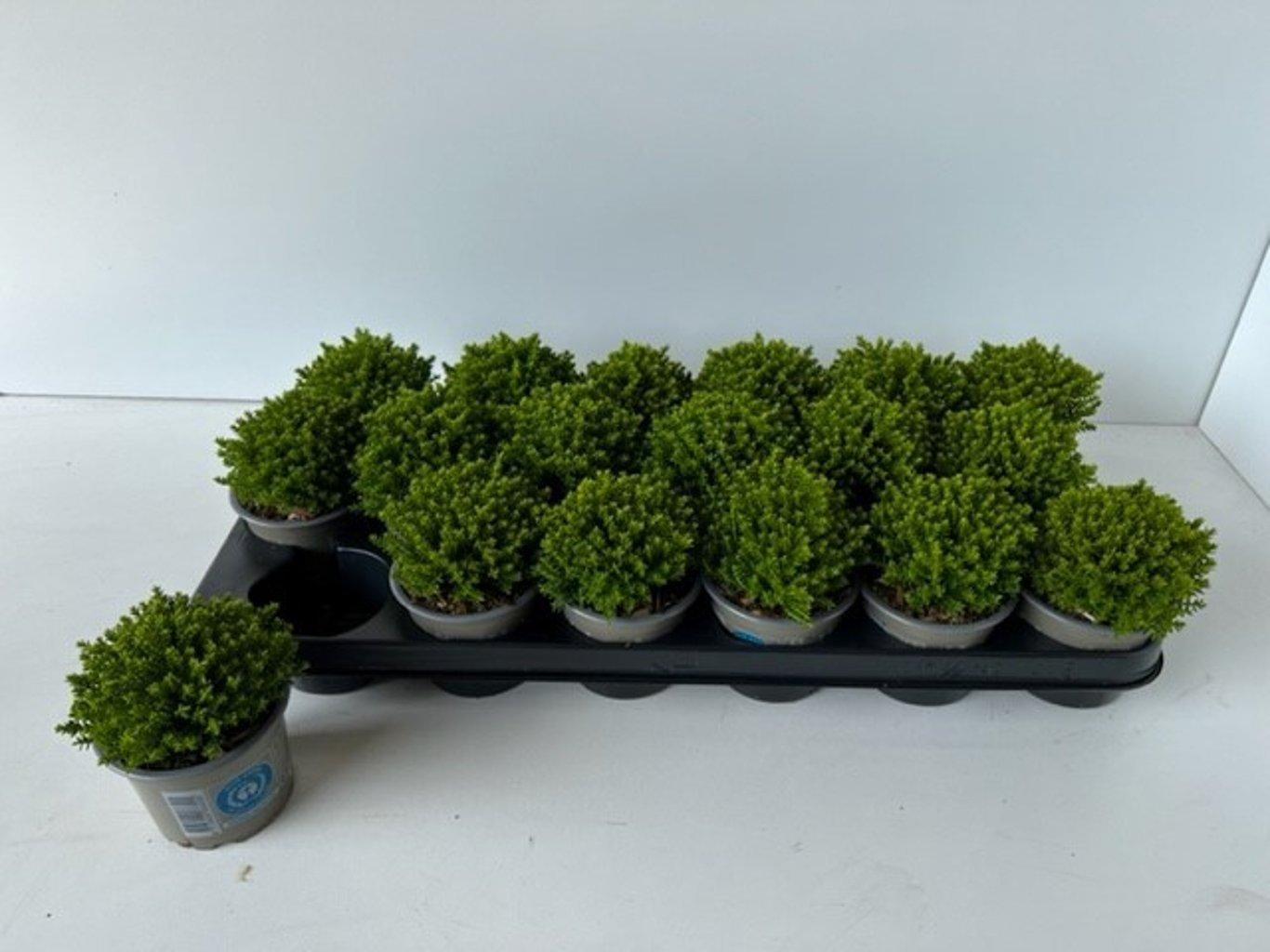 Hebe 'Emerald Gem' - P9